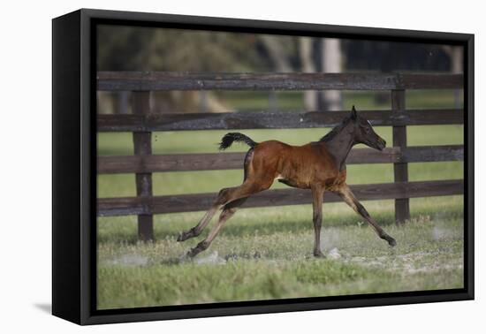 Hennessy Arabians 016-Bob Langrish-Framed Stretched Canvas