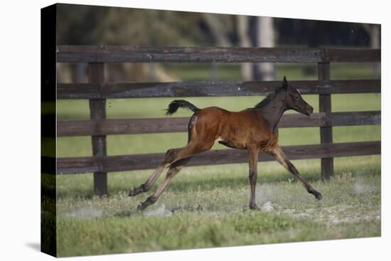 Hennessy Arabians 016-Bob Langrish-Stretched Canvas