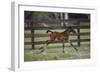 Hennessy Arabians 016-Bob Langrish-Framed Photographic Print