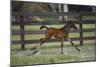 Hennessy Arabians 016-Bob Langrish-Mounted Photographic Print