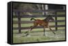 Hennessy Arabians 016-Bob Langrish-Framed Stretched Canvas