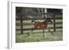 Hennessy Arabians 016-Bob Langrish-Framed Photographic Print