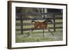 Hennessy Arabians 016-Bob Langrish-Framed Photographic Print