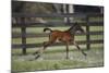 Hennessy Arabians 016-Bob Langrish-Mounted Photographic Print