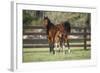 Hennessy Arabians 017-Bob Langrish-Framed Photographic Print