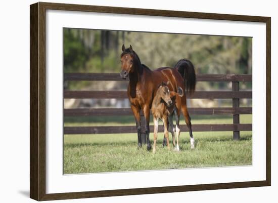 Hennessy Arabians 017-Bob Langrish-Framed Photographic Print