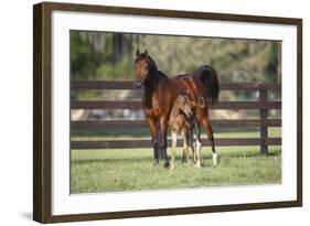 Hennessy Arabians 017-Bob Langrish-Framed Photographic Print