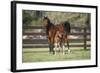 Hennessy Arabians 017-Bob Langrish-Framed Photographic Print