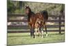 Hennessy Arabians 017-Bob Langrish-Mounted Photographic Print