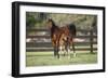 Hennessy Arabians 017-Bob Langrish-Framed Photographic Print