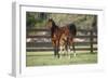 Hennessy Arabians 017-Bob Langrish-Framed Photographic Print