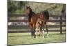 Hennessy Arabians 017-Bob Langrish-Mounted Photographic Print