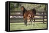 Hennessy Arabians 017-Bob Langrish-Framed Stretched Canvas