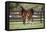 Hennessy Arabians 017-Bob Langrish-Framed Stretched Canvas