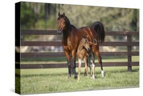 Hennessy Arabians 017-Bob Langrish-Stretched Canvas