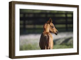 Hennessy Arabians 018-Bob Langrish-Framed Photographic Print