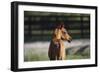 Hennessy Arabians 018-Bob Langrish-Framed Photographic Print