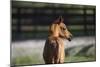Hennessy Arabians 018-Bob Langrish-Mounted Photographic Print