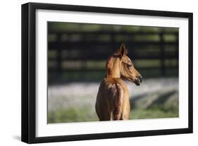 Hennessy Arabians 018-Bob Langrish-Framed Premium Photographic Print