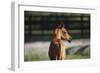 Hennessy Arabians 018-Bob Langrish-Framed Premium Photographic Print