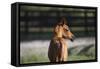 Hennessy Arabians 018-Bob Langrish-Framed Stretched Canvas