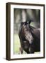 Hennessy Arabians 022-Bob Langrish-Framed Photographic Print