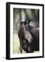 Hennessy Arabians 022-Bob Langrish-Framed Photographic Print