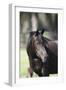 Hennessy Arabians 022-Bob Langrish-Framed Photographic Print