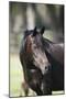 Hennessy Arabians 022-Bob Langrish-Mounted Photographic Print