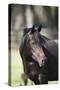 Hennessy Arabians 022-Bob Langrish-Stretched Canvas