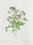 Rosa Pomponia, from Les Roses by Claude Antoine Thory-Henri Joseph Redouté-Mounted Giclee Print