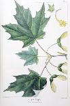 Sugar Maple-Henri Joseph Redouté-Mounted Giclee Print