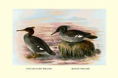 Maccoa and Blue-Billed Ducks-Henrick Gronvold-Art Print