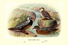 Maccoa and Blue-Billed Ducks-Henrick Gronvold-Art Print