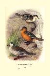 Garlepp'S, Jame's and Turner's Torrent Ducks-Henrick Gronvold-Framed Art Print