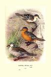 Maccoa and Blue-Billed Ducks-Henrick Gronvold-Art Print