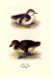 Maccoa and Blue-Billed Ducks-Henrick Gronvold-Art Print