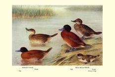 Garlepp'S, Jame's and Turner's Torrent Ducks-Henrick Gronvold-Art Print