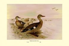 Colombian Torrent Ducks-Henrick Gronvold-Stretched Canvas