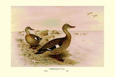 Colombian Torrent Ducks-Henrick Gronvold-Art Print