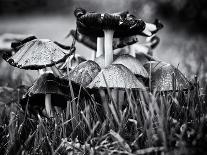 The Mushrooms-Henriette Lund Mackey-Photographic Print