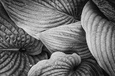 Close-Up of Big Hosta Leaves Covering Each Other-Henriette Lund Mackey-Photographic Print