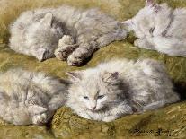 Studies of a Long-haired White Cat-Henriette Ronner-Knip-Framed Giclee Print