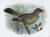 Missel Thrush, 19th Century-Henrik Gronvold-Giclee Print