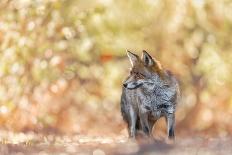 Bokeh Fox-Henrik Spranz-Giclee Print