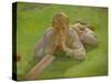 Henry Allen in Cricketing Whites-Henry Scott Tuke-Stretched Canvas