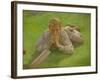 Henry Allen in Cricketing Whites-Henry Scott Tuke-Framed Giclee Print