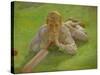 Henry Allen in Cricketing Whites-Henry Scott Tuke-Stretched Canvas