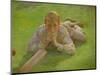 Henry Allen in Cricketing Whites-Henry Scott Tuke-Mounted Giclee Print