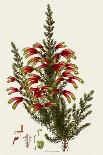 South African Heath, Erica Speciosa-Henry Andrews-Giclee Print